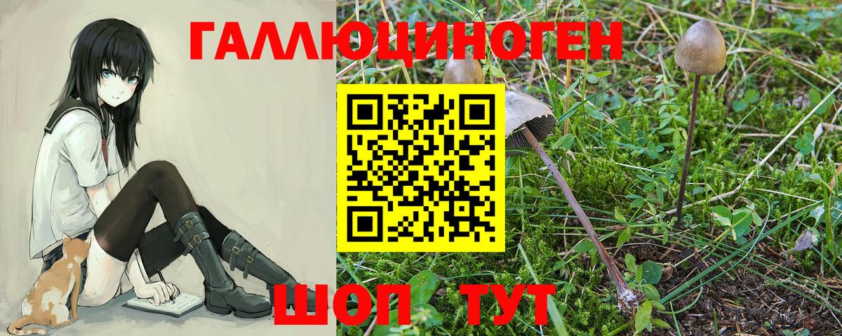 Псилоцибиновые грибы GOLDEN TEACHER Карачаевск